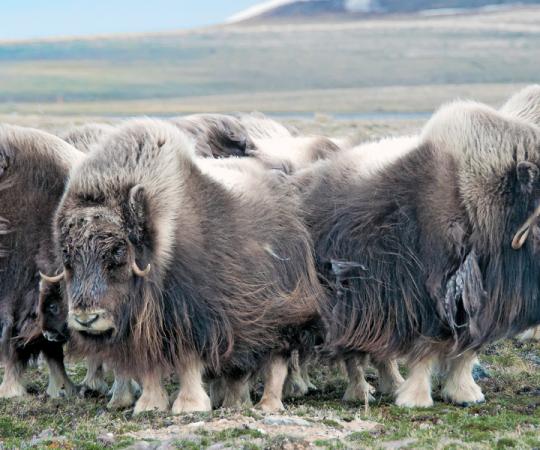 Photo by Wayne Lynch