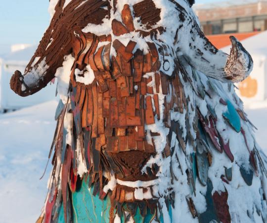Cambridge Bay's muskox. 