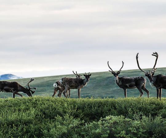 Porcupine caribou graze in the Blow River Valley, in northeastern Yukon. 