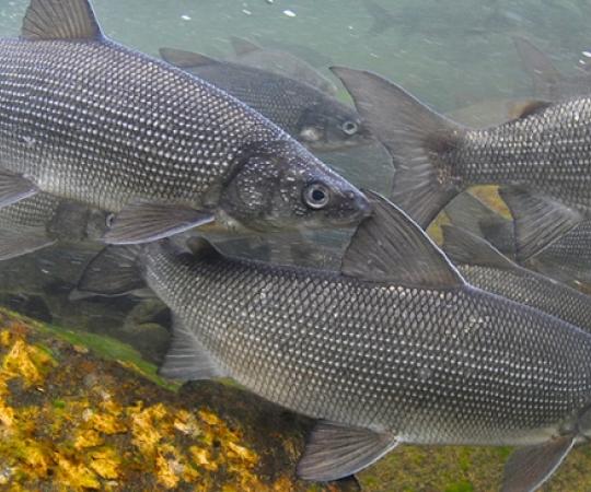 Whitefish run the rapids