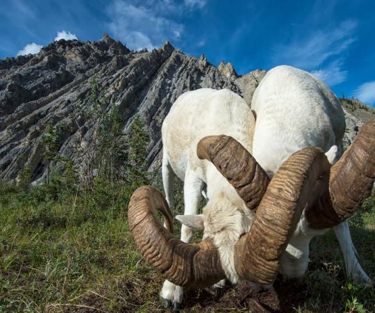 Photo by Peter Mather