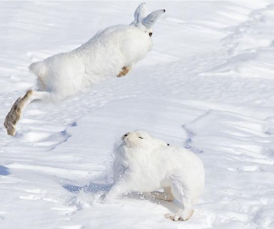 The 2015 Up Here Photo Contest winner by Fred Lemire