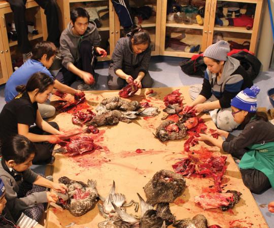Eider-wild: Students pluck and prepare eider duck, a staple of Sanikiluaq. Photos courtesy Paatsaali School