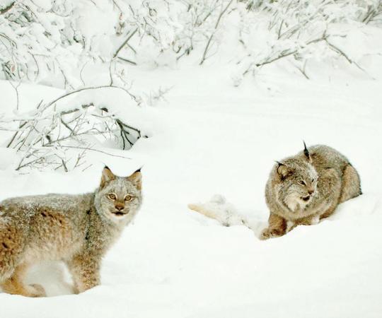 Photo by Kevin Chan/Trent University