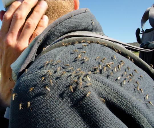 Experts say DEET is still one of the best ways to avoid this situation. 