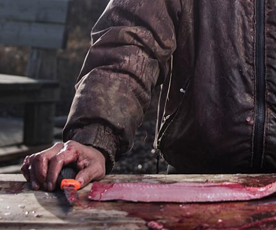 Wayne Cockney finishes cutting a fillet from a freshly-caught whitefish. Photo by Angela Gzowski