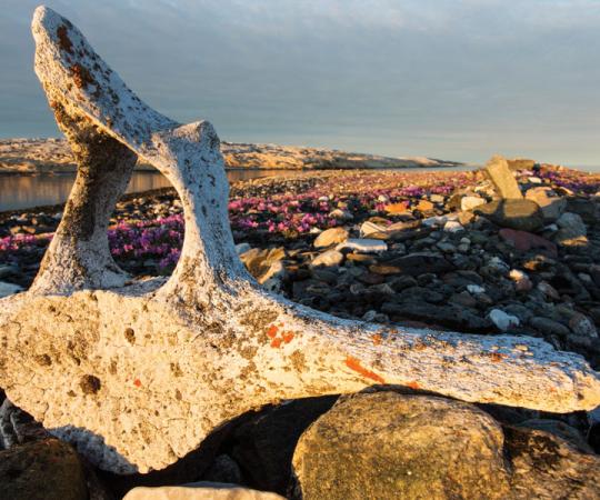 A bowhead whale bone on Deadman’s Island marks the grave of a whaler who died in the 1880s. Photo by Paul Souders/Worldfoto 
