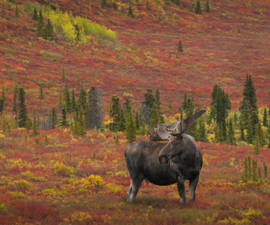Bullwinkle and his willow-loving brethren are following their favourite food source farther north. 