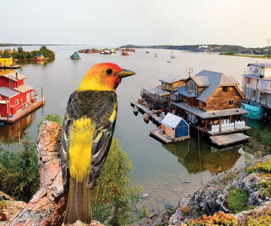 "Why must I be a western tanager in love?"                                                    BACKGROUND PHOTO FRAN HURCOMB