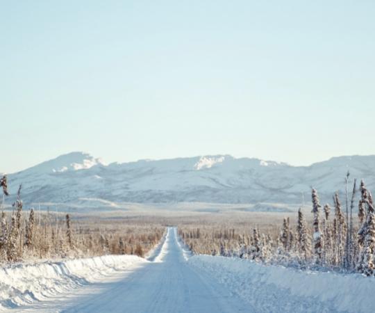 Trees thin out nearing the Arctic Circle. Photo by Angela Gzowski