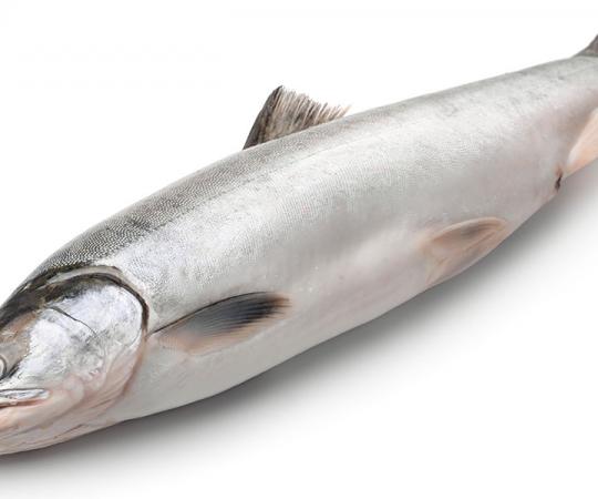 Photo by Hannah Eden/ Up Here.