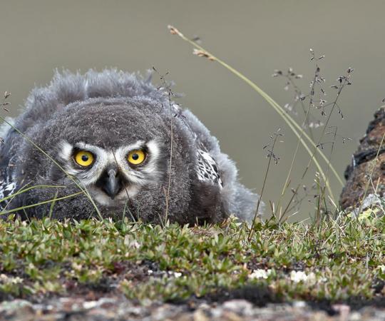 This photo garnered honourable mention in the Science & Nature category. Photo by Fred Lemire