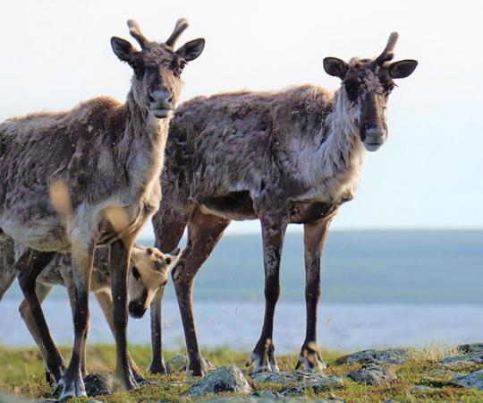 Courtesy Petter Jacobsen