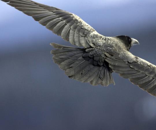 Photo by Chris Colbourne