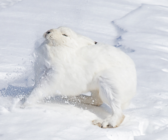 From battling Arctic hares and a hand games tourney to ice fishing on a midsummer night, this year’s winners have captured what it means to live and love in the far north. Photo: Fred Lemire