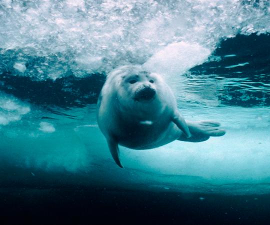 Photo by Doug Allan/Minden Pictures