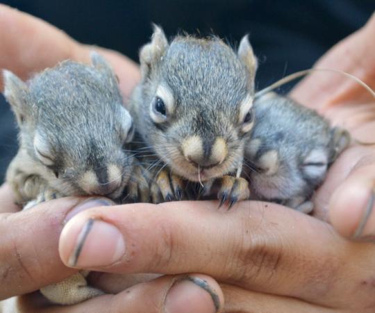 As the number of baby squirrels multiply during mating season, so do the researchers studying them. 