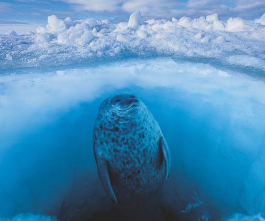 PHOTO BY PAUL NICKLEN
