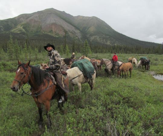 Logan Young leads a string of horses through the peel trail that leads to the Midnight Sun Outfitting hunting camp.
