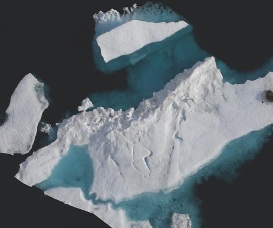 Lions and tigers and...walrus? DFO scientists were surprised to see this guy floating on an ice floe so high North. 