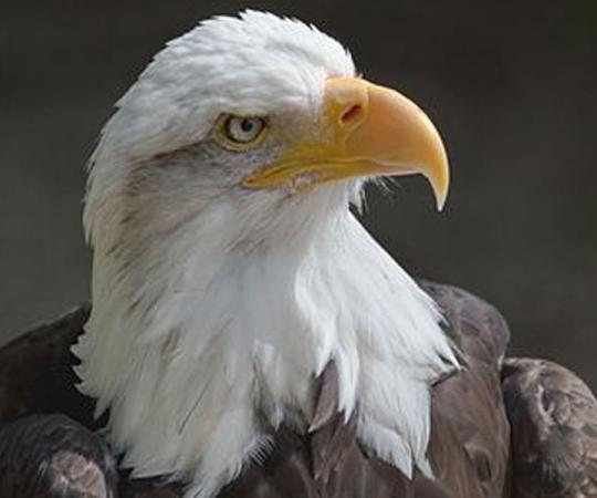 Photo by Lewis Hulbert